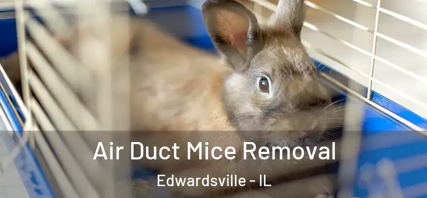 Air Duct Mice Removal Edwardsville - IL